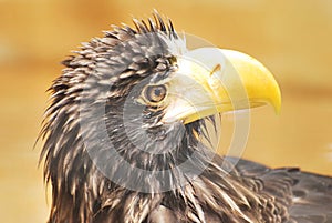 Stella Sea Eagle