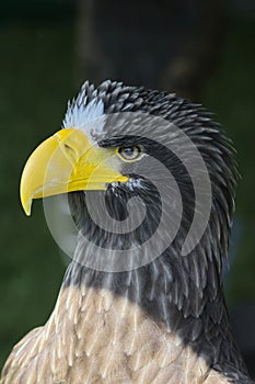 Stella sea eagle