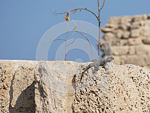 Stellagama enjoing the sun on the rocks in Israel close-up. The brightly lit by the sun lizard on stones