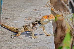 Stellagama lizard at the old wall in Corfu Greece