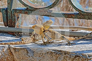 Stellagama lizards at the old wall in Corfu Greece