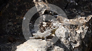 Stellagama on the rocks in Israel close-up. The brightly lit by the sun lizard on stones