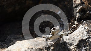 Stellagama on the rocks in Israel close-up. The brightly lit by the sun lizard on stones