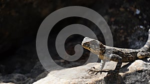 Stellagama on the rocks in Israel close-up. The brightly lit by the sun lizard on stones