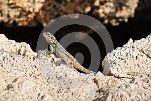 Stellagama Stellio Laudakia Stellio, Roughtail Rock Agama sitting on the stone.