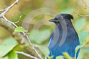 Stellar Blue Jay 1 photo