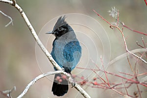 Stellar Jay