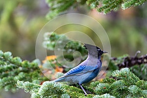 A stellar jay blue bird perched on a pine tree in Rocky Mountain National Park in Colorado