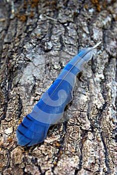 Stellar Jay Feather photo