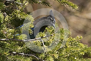 Stellar jay in fir tree photo