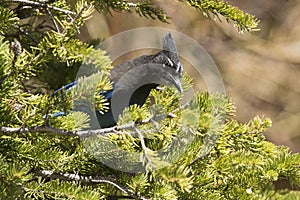 Stellar jay in fir tree