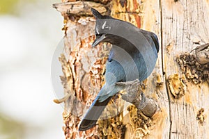 Stellar jay looking down