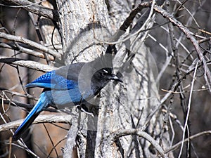 Stellar Jay