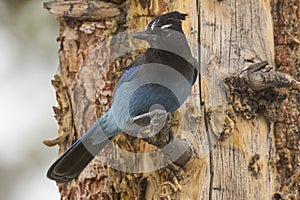 Stellar jay on twig in pine tree