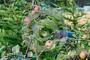 Stellar`s jay eating an apple off the tree