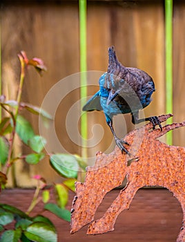 Stellar`s Jay Hunting For Food