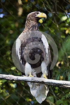 Stellar's Sea Eagle Haliaeetus Pelagicus