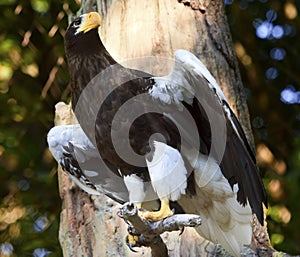 Stellar's Sea Eagle Haliaeetus Pelagicus