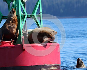 Stellar Sea Lion dominance display in Juneau, Alaska