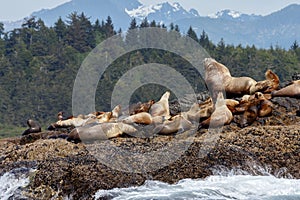 Stellar sea lion on rock photo