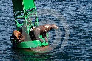 Stellar Sea Lions photo