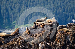 Stellar sea lions photo