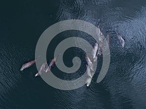 Stellar Sea Lions from above