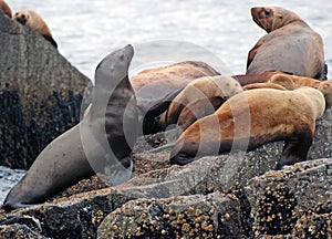 Stellar Sea Lions in Alaska photo