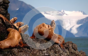 Stellar Sea Lions in Alaska photo