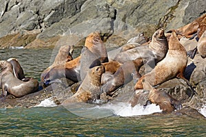 Stellar Sea Lions Crowding on a Rock