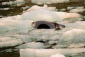 Stellar sealion on an iceburg