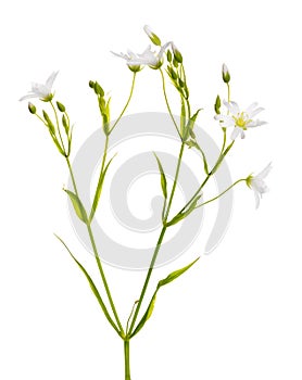 Stellaria flowers isolated on white photo