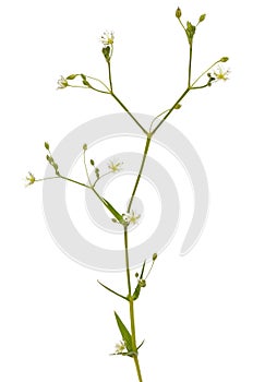 Stellaria graminea, common starwort flower