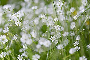 Stellaria graminea L. White wood flowers.  Stellaria graminea is a species of flowering plant in the family Caryophyllaceae.