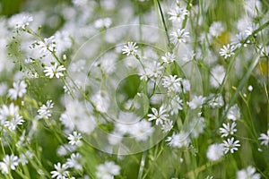 Stellaria graminea L. White wood flowers.  Stellaria graminea is a species of flowering plant in the family Caryophyllaceae. photo