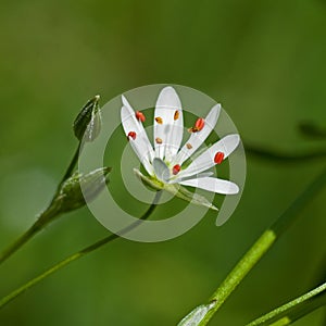 Stellaria graminea in macro