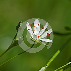 Stellaria graminea in macro photo