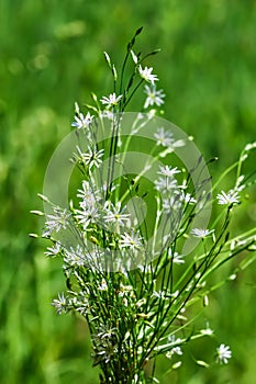 Stellaria Gramineae lat. Stellaria graminea L.. Wild plants of