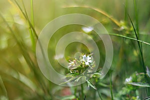Stellaria holostea, the addersmeat or greater stitchwort, is a perennial herbaceous flowering plant in the family Caryophyllaceae photo