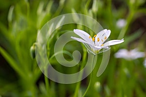 Stellaria holostea. delicate forest flowers of the chickweed, Stellaria holostea or Echte Sternmiere. floral background. white