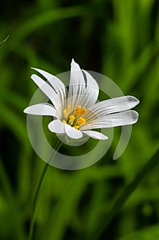 Stellaria holostea. delicate forest flowers of the chickweed, Stellaria holostea or Echte Sternmiere. floral background. white