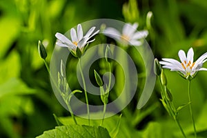 Stellaria holostea. delicate forest flowers of the chickweed, Stellaria holostea or Echte Sternmiere. floral background. white