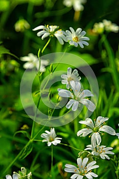 Stellaria holostea. delicate forest flowers of the chickweed, Stellaria holostea or Echte Sternmiere. floral background. white