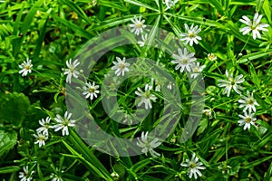 Stellaria holostea. delicate forest flowers of the chickweed, Stellaria holostea or Echte Sternmiere. floral background. white