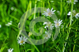 Stellaria holostea. delicate forest flowers of the chickweed, Stellaria holostea or Echte Sternmiere. floral background. white