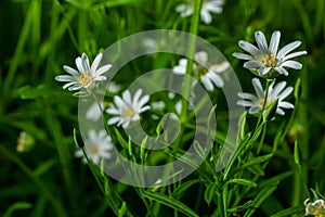 Stellaria holostea. delicate forest flowers of the chickweed, Stellaria holostea or Echte Sternmiere. floral background. white