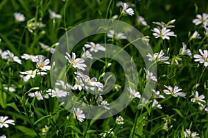 Stellaria holostea. delicate forest flowers of the chickweed, Stellaria holostea or Echte Sternmiere. floral background. white