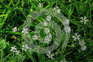 Stellaria holostea. delicate forest flowers of the chickweed, Stellaria holostea or Echte Sternmiere. floral background. white