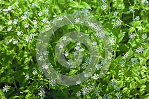 Stellaria holostea flowers