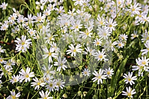 Stellaria holostea